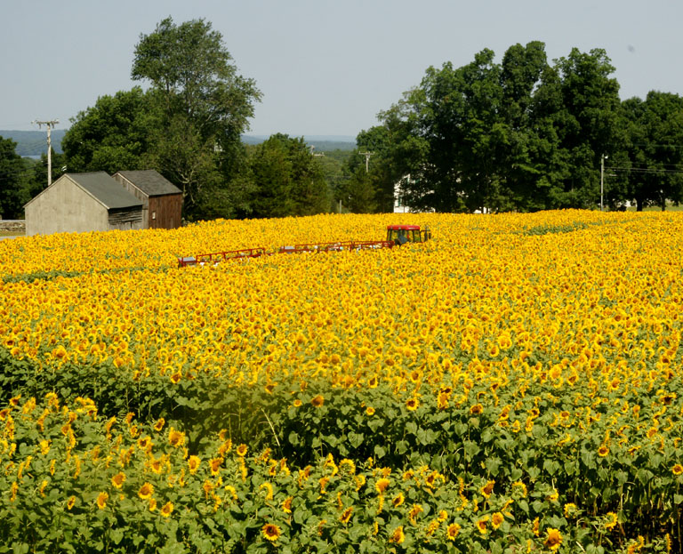 {2010717}Buttonwood Sunflower Farm450 copy 3